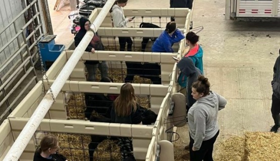 Animal Health students with their new calves in pens in the Animal Health barn.  MVP dairy donated the calves. 
