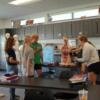 In the Med Prep classroom, eighth grade students are asked to place body parts in a model.: Gallery Image 1 