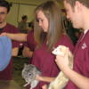 Animal Health students check on the chinchilla and ferret. 