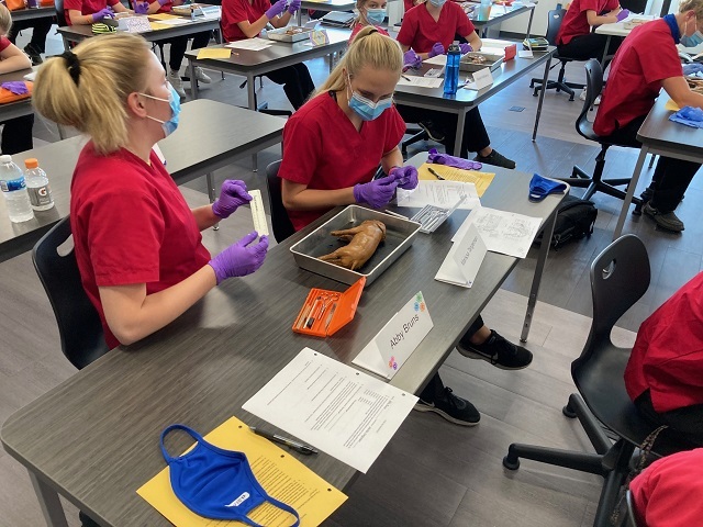  Med Prep Students Dissecting Fetal Pigs: Featured Image 1 